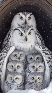 Owls protecting young in tree