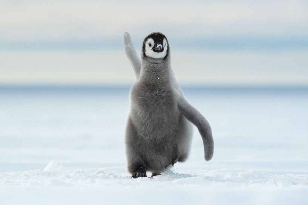 Penguin walking away with wing in the air